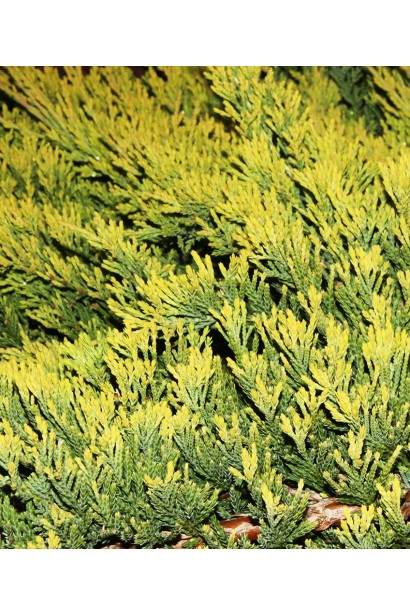 Ялівець Голден Карпет яскраво-жовтий весняний приріст